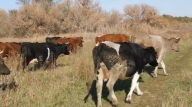 Derin sonbaharda çayır otlama inekler bir sürü.