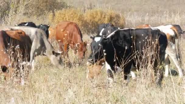 Una manada de vacas pastando en el prado en el profundo otoño . — Vídeos de Stock