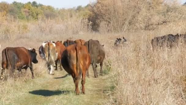 Uma manada de vacas pastando no prado no outono profundo . — Vídeo de Stock