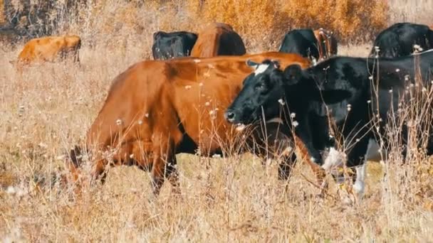 Eine Rinderherde, die im tiefen Herbst auf der Weide weidet. — Stockvideo