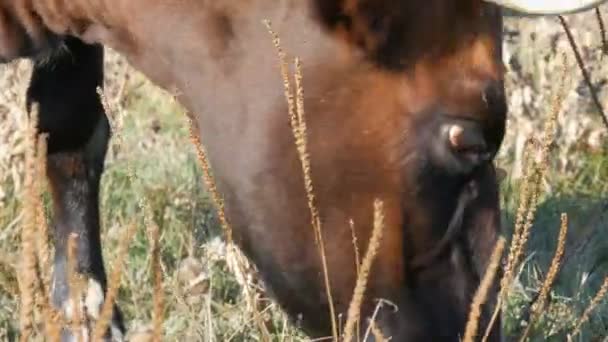 Eine Kuh grast im tiefen Herbst auf der Weide. — Stockvideo