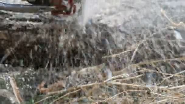 Un homme coupe des troncs d'arbres secs avec une tronçonneuse, la sciure volent partout — Video