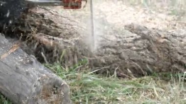 Bir adam kuru ağaç gövdeleri ile elektrikli testere, testere talaşı sinek her yerde keser