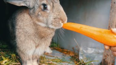 Komik çok büyük gri tavşan havuç çiğneme ya da yiyor. Paskalya kavramı