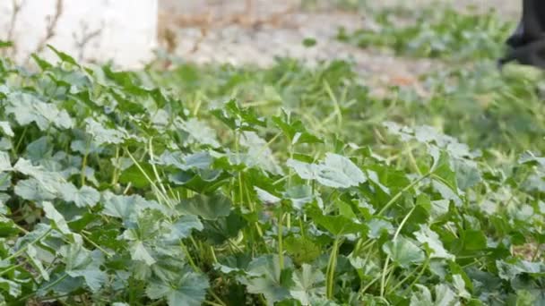 Un homme tond l'herbe verte avec une broche de fer spéciale — Video