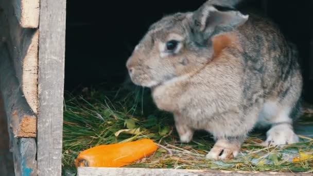 Legrační šedý velký králík vypadá kolem v otevřené kleci poblíž velké mrkve. Velikonoční koncept — Stock video