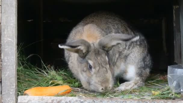 Legrační šedý velký králík vypadá kolem v otevřené kleci poblíž velké mrkve. Velikonoční koncept — Stock video