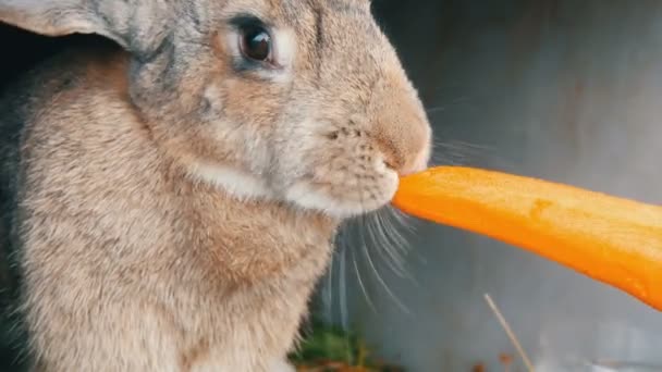 Très grand lapin gris drôle mâchant ou mange des carottes. Concept de Pâques — Video