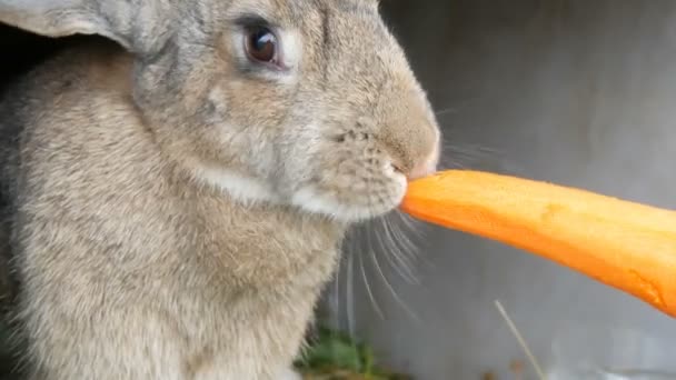 Funny velký šedý králík žvýkání nebo jí mrkev. Velikonoční koncept — Stock video