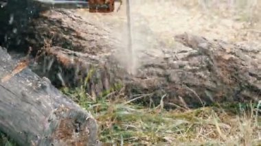 Kuru ağaç gövdeleri kırmızı testere, testere talaşı ile her yerde sinek kesim kadar kapatın