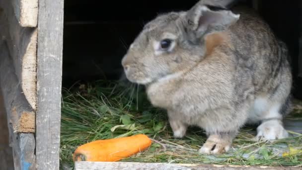 Grappige grijs groot konijn kijkt rond in een open kooi in de buurt van grote wortel. Pasen-concept — Stockvideo