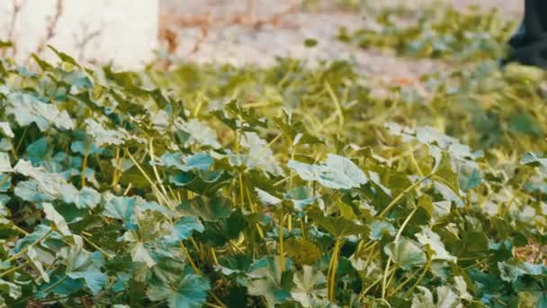 Een man maait het gras met een speciale ijzeren spit — Stockvideo