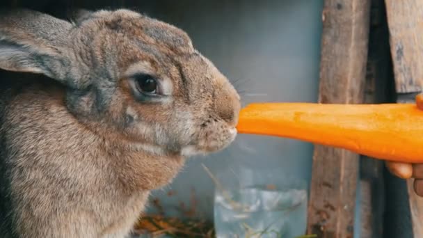 大きなニンジンを噛んだり食べたりする面白い非常に大きな灰色のウサギ。イースターのコンセプト — ストック動画