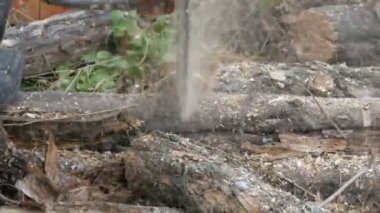 Kuru ağaç gövdeleri kırmızı testere, testere talaşı ile her yerde sinek kesim kadar kapatın