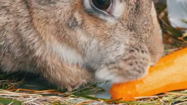 Divertido conejo gris muy grande masticar o come zanahorias. Concepto Pascua — Vídeo de stock