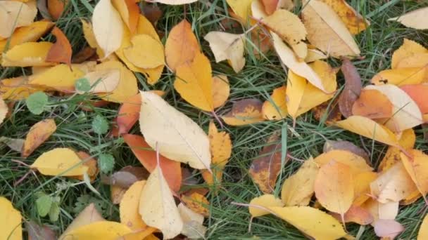 Otoño amarillo hojas caídas sobre hierba verde en el parque — Vídeo de stock