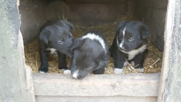 Trois mignons petits chiots noirs et blancs dans la niche jouer et regarder autour — Video