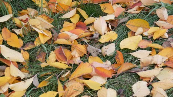 Herfst geel gevallen bladeren op groen gras in park — Stockvideo