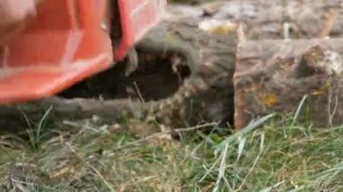 Bir adam kuru ağaç gövdeleri ile elektrikli testere, testere talaşı sinek her yerde keser