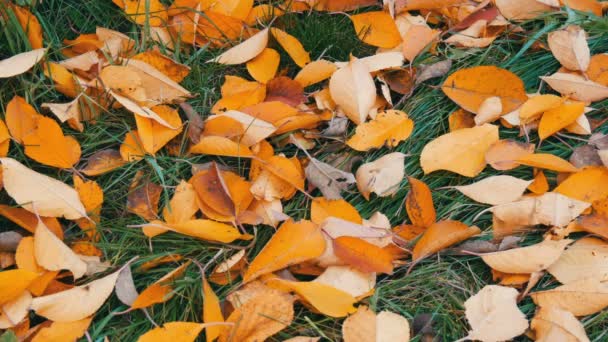 Herfst geel gevallen bladeren op groen gras in park — Stockvideo