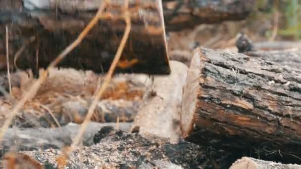 Detailní záběr škrty, suché kmeny s červenými pilou, piliny létat všude — Stock video