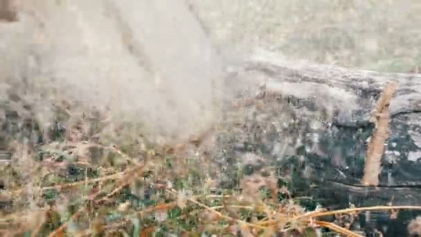 A man cuts dry tree trunks with red chainsaw, sawdust fly everywhere — Stock Video