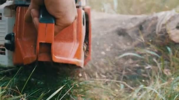 Een man snijdt droge boomstammen met kettingzaag, zaagsel vliegen overal — Stockvideo