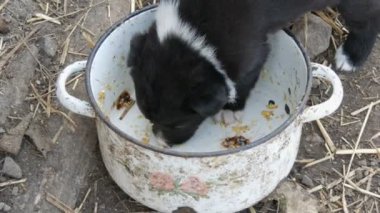 Küçük aç köpek yavrusu tava gıda kalıntıları yalıyor