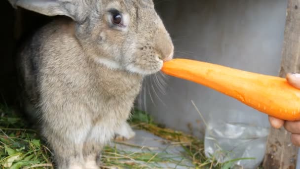 Engraçado muito grande coelho cinza mastigar ou come cenouras grandes. Conceito de Páscoa — Vídeo de Stock