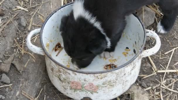 Il piccolo cucciolo affamato lecca i resti del cibo nella padella — Video Stock