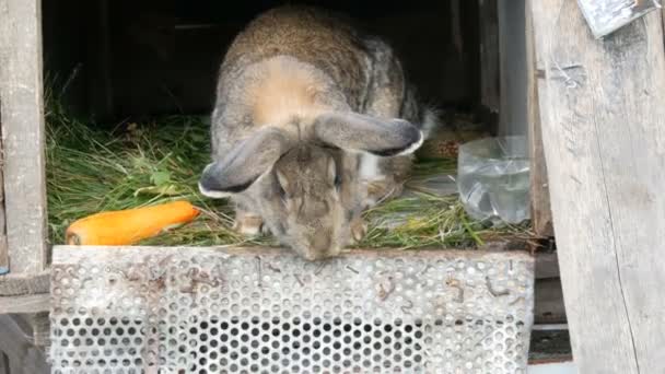 Gris divertido conejo grande mira a su alrededor en una jaula abierta cerca de zanahoria grande. Concepto Pascua — Vídeos de Stock