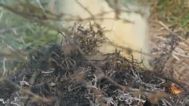 Kuru çimen veya sigara tüttüyor. Yangınlar ve doğanın korunması sorunu