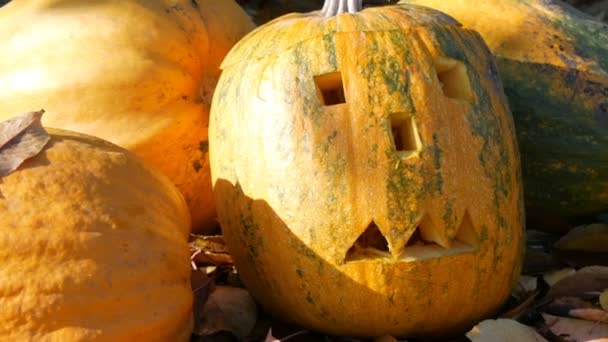 Als Dekoration stehen geschnitzte Halloween-Kürbisse draußen. Vorbereitung auf die Herbstferien — Stockvideo