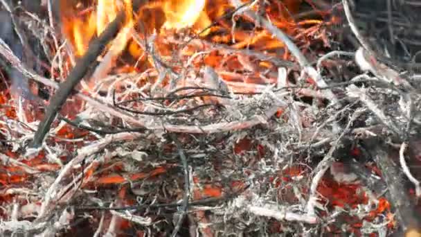 Kuru Çim yanmış ve yakın yukarı yanan — Stok video