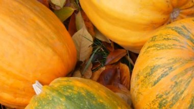 Büyük turuncu kabaklar düşmüş sonbahar yaprakları yakın stand. Balkabakları ve Cadılar Bayramı sonbahar hasat