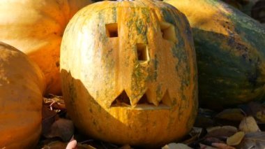 Oyma halloween pumpkins dekor dışarıda bekle. Sonbahar tatil hazırlanma