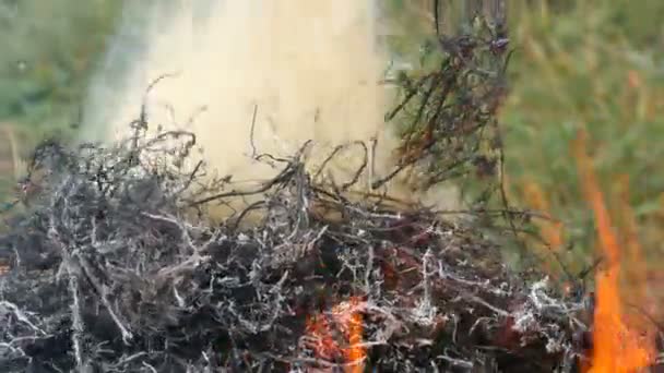 喫煙している乾いた草や干し草を燃やす。火事の問題と自然の保護 — ストック動画