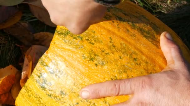 Homem esculpe cara para uma abóbora de Halloween. Preparação para as férias de Outono — Vídeo de Stock