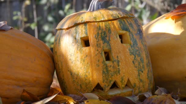 Calabazas de halloween talladas están fuera como decoración. Preparación para las vacaciones de otoño — Vídeos de Stock