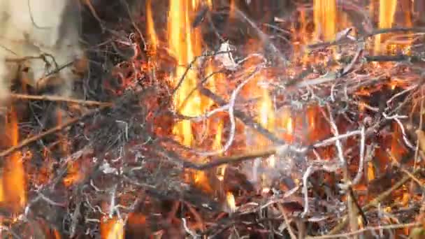 Hierba seca se quema y se quema de cerca — Vídeo de stock