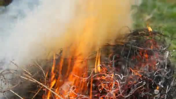 연기가 나는 마른 잔디 또는 건초 굽기. 화재 및 자연 보호의 문제 — 비디오