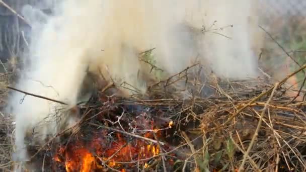 Brinnande torrt gräs eller hö som röker. Problemet med bränder och skydd av naturen — Stockvideo