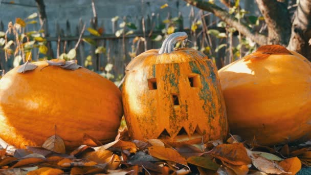 Abóboras esculpidas halloween ficar do lado de fora como decoração. Preparação para as férias de outono — Vídeo de Stock