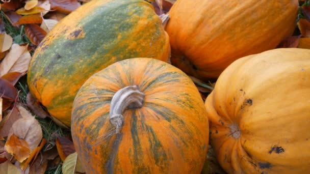 Cuatro calabazas grandes yacen en las hojas caídas de otoño. Cultivo de calabaza para Halloween — Vídeo de stock