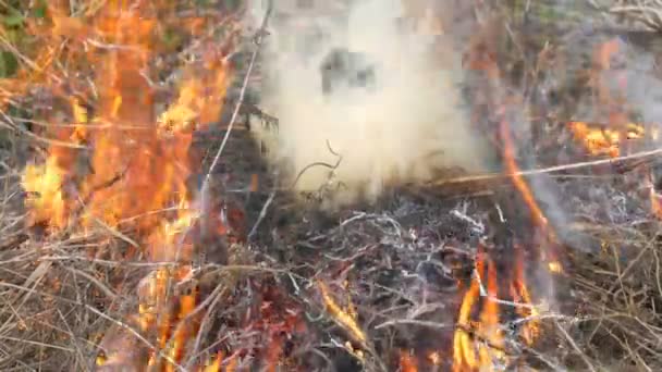 Trockenes Gras wird aus nächster Nähe verbrannt und qualmt — Stockvideo