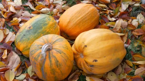 Cuatro calabazas grandes yacen en las hojas caídas de otoño. Cultivo de calabaza para Halloween — Vídeo de stock