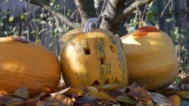 Citrouilles sculptées halloween debout à l'extérieur comme décor. Préparation des vacances d'automne — Video