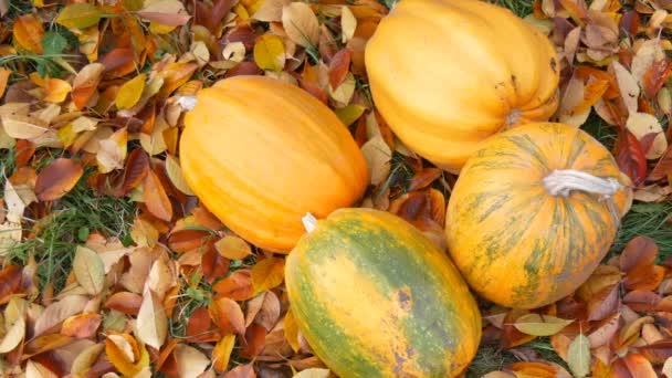 Enormes calabazas de color naranja están cerca de las hojas caídas de otoño. Cosecha otoñal de calabazas y Halloween — Vídeo de stock