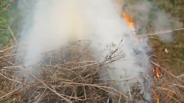 Verbrennung von trockenem Gras oder rauchendem Heu. das Problem der Brände und des Schutzes der Natur — Stockvideo