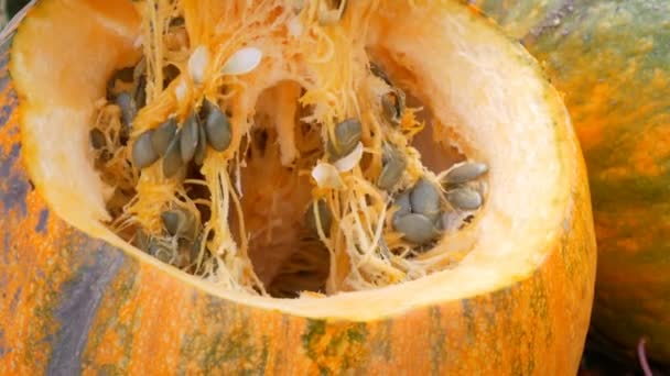 Calabaza grande en rodajas de naranja con semillas en el interior. Cosecha de calabazas para Halloween — Vídeo de stock